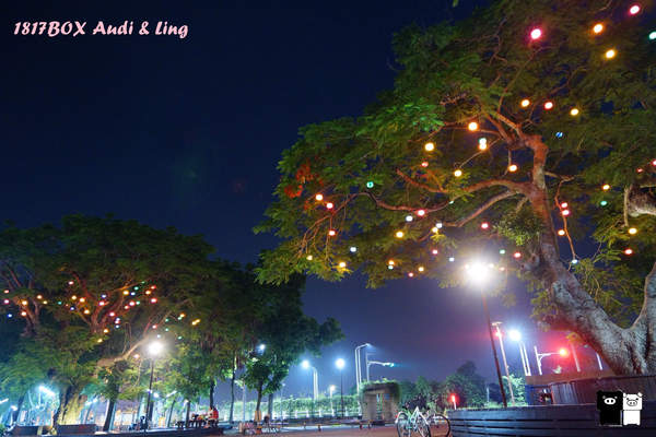 【雲林。斗六】環球科大鳳凰夫妻樹浪漫點燈。夜拍。鳳凰樹。愛月樓