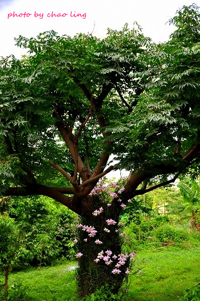 三樹路荷花池-9.JPG - 2016夏之豔陽