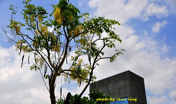 樹林柑園-18.JPG - 2016夏之豔陽
