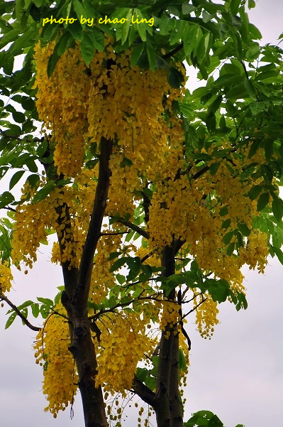 樹林柑園-13.JPG - 2016夏之豔陽