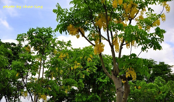 樹林柑園-10.JPG - 2016夏之豔陽
