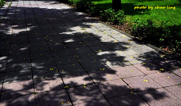 樹林柑園-8.JPG - 2016夏之豔陽