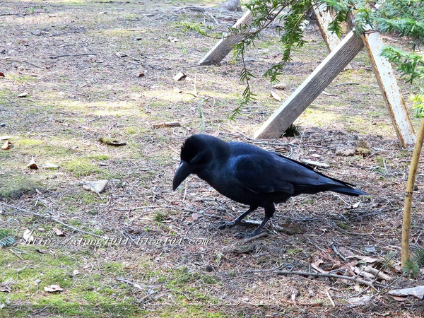 北國の旅 9. ほっかいどう總鎮守.. 北海道神宮