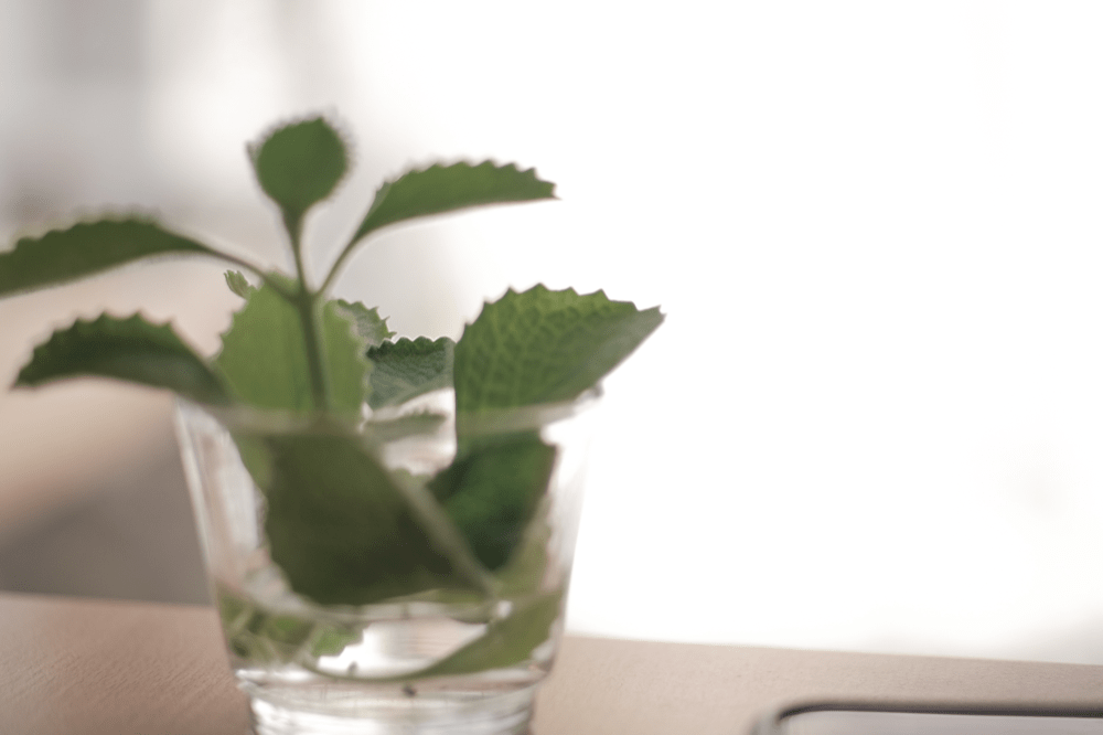 森渡手作 台中西區餐廳推薦 精誠路美食 異國雙人手作料理 台中義式料理 賽的日札-39-min.png