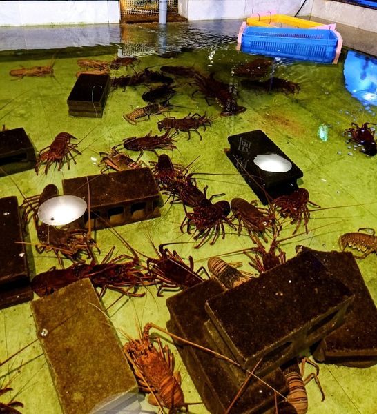 丸珍水產_190522_0056