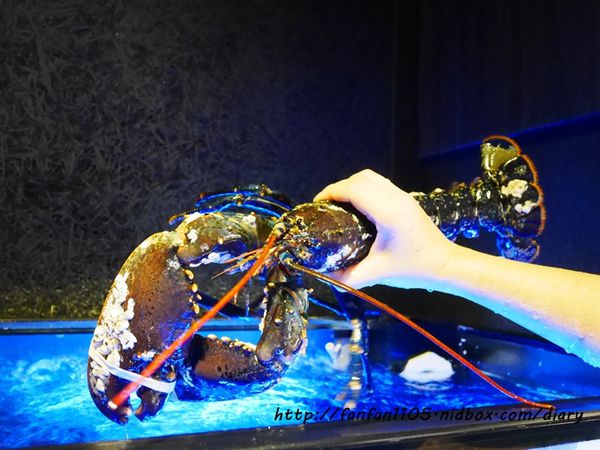 【台北海鮮火鍋】南京復興站 活海鮮大釧鍋物 法國藍龍蝦雙人套餐 (11).JPG