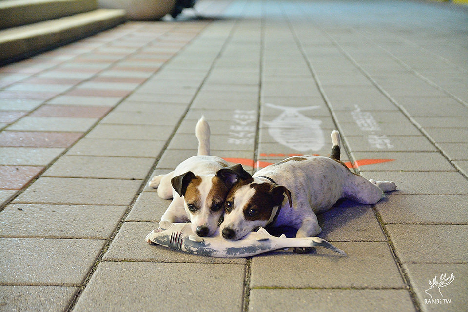 淡水漁人舞台-漁人碼頭夕陽 河岸搖滾音樂 烤魚生啤酒 TAI_2698