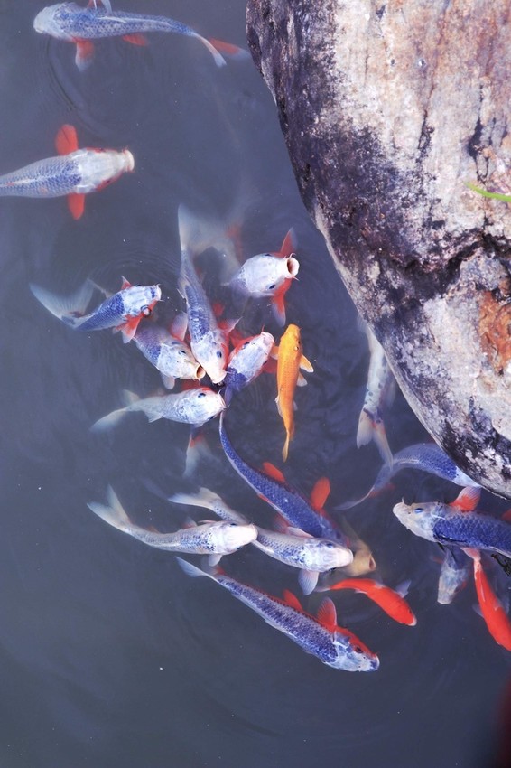 洄瀾灣景觀餐廳