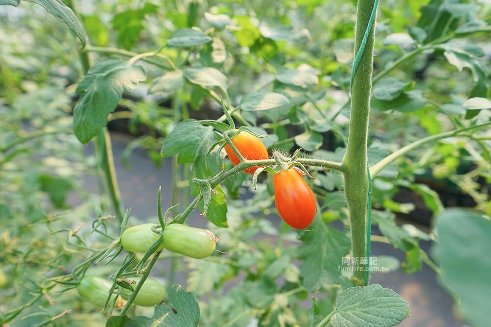 苗栗輕旅行借問站篇-11 苗栗輕旅行借問站篇-11