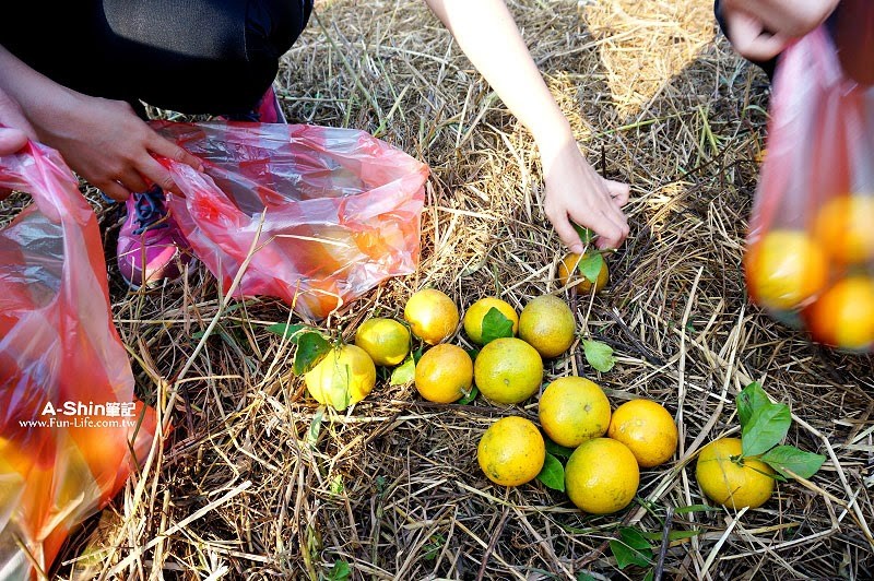 苗栗一日遊39 苗栗一日遊39
