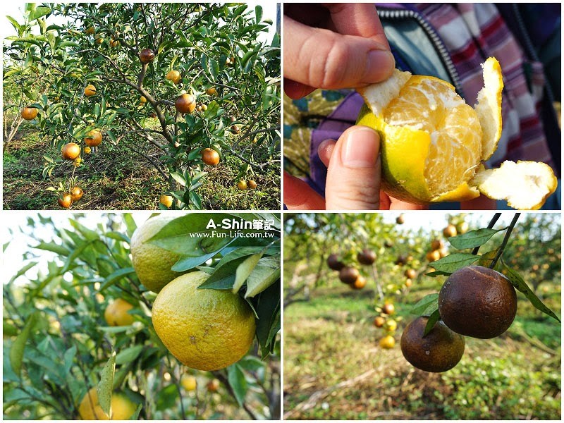 苗栗一日遊36 苗栗一日遊36