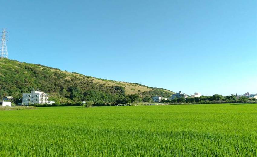 免跑遠，台中也有大片荷花池！清水趙家古厝荷園，福德祠旁荷花池盛開中 - 蘋果話日常