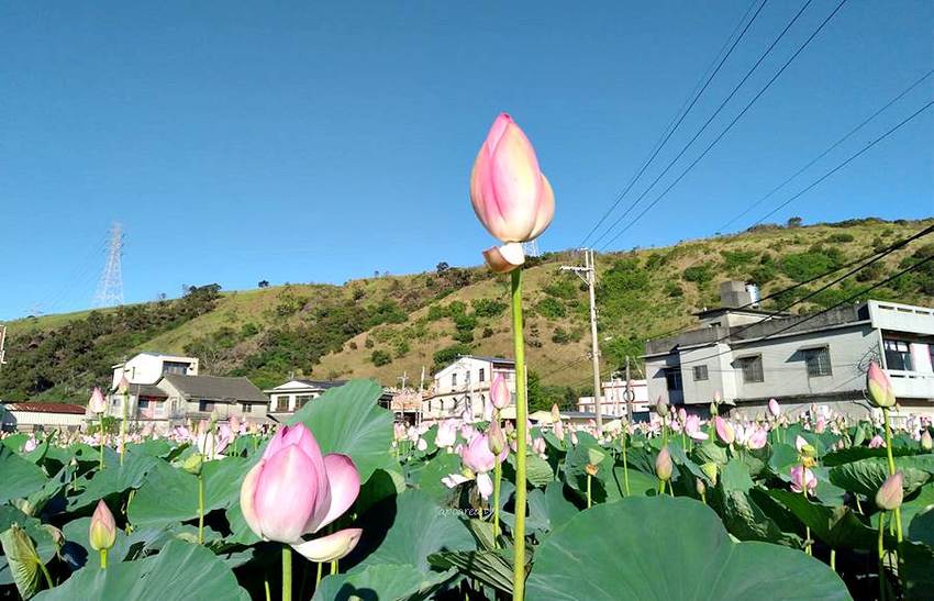 免跑遠，台中也有大片荷花池！清水趙家古厝荷園，福德祠旁荷花池盛開中 - 蘋果話日常