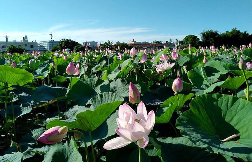 免跑遠，台中也有大片荷花池！清水趙家古厝荷園，福德祠旁荷花池盛開中 - 蘋果話日常