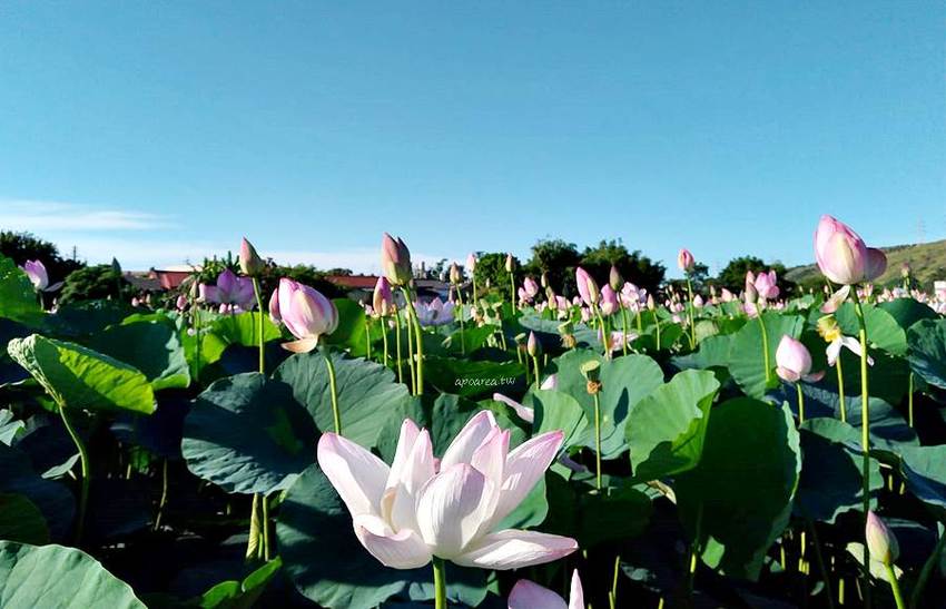 免跑遠，台中也有大片荷花池！清水趙家古厝荷園，福德祠旁荷花池盛開中 - 蘋果話日常