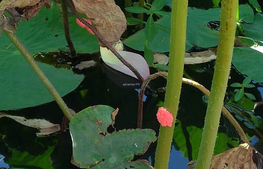 免跑遠，台中也有大片荷花池！清水趙家古厝荷園，福德祠旁荷花池盛開中 - 蘋果話日常