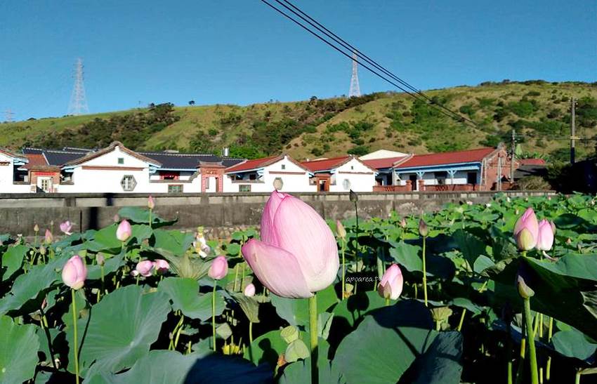 免跑遠，台中也有大片荷花池！清水趙家古厝荷園，福德祠旁荷花池盛開中 - 蘋果話日常