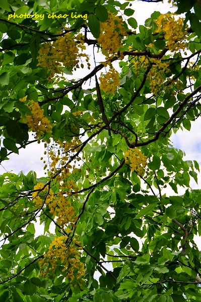 鳳鳴國中阿勃勒-7.JPG - 2016夏之豔陽(花季篇)
