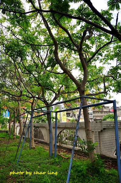 鳳鳴國中阿勃勒-11.JPG - 2016夏之豔陽(花季篇)