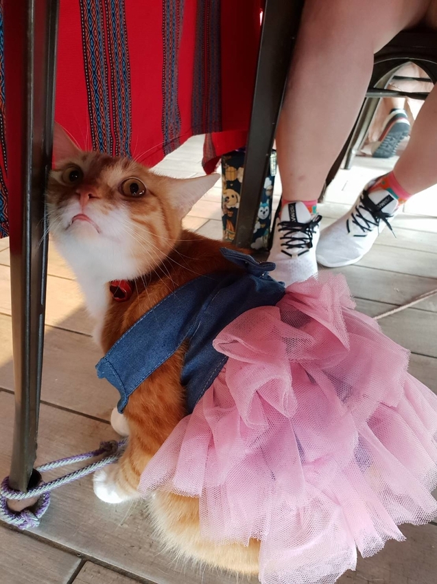 【花蓮.新城】慕名無菜單原住民料理。一人$650套餐超彭湃+自釀小米酒。寵物友善餐廳