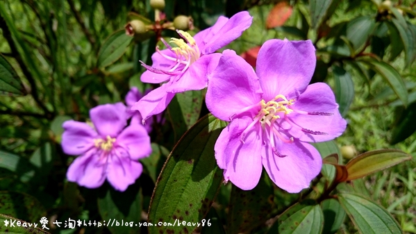 ★屏東牡丹★國境之南有座夢幻純白色日式鳥居【高士神社】