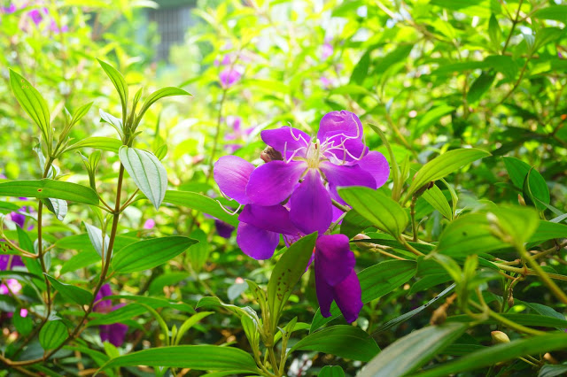 南投日月潭 「九族民宿渡假小屋」 - SGS認證民宿 九族文化村旁的溫馨木屋