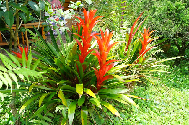 南投日月潭 「九族民宿渡假小屋」 - SGS認證民宿 九族文化村旁的溫馨木屋