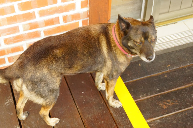 南投日月潭 「九族民宿渡假小屋」 - SGS認證民宿 九族文化村旁的溫馨木屋