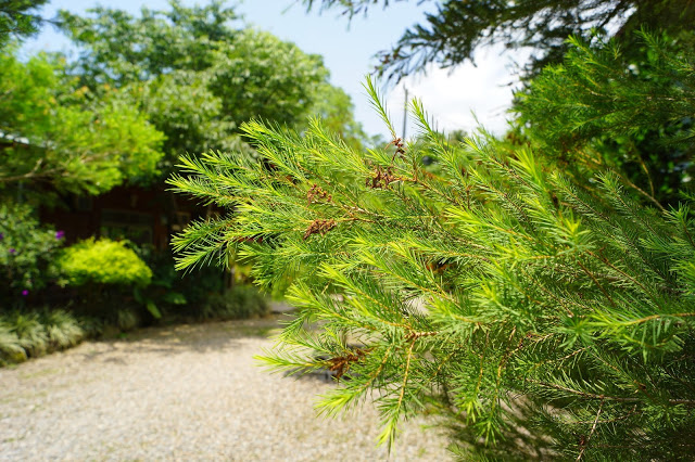 南投日月潭 「九族民宿渡假小屋」 - SGS認證民宿 九族文化村旁的溫馨木屋