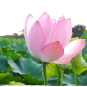 三峽三樹路荷花田