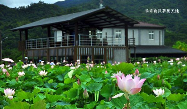 雙溪荷花園-20.JPG