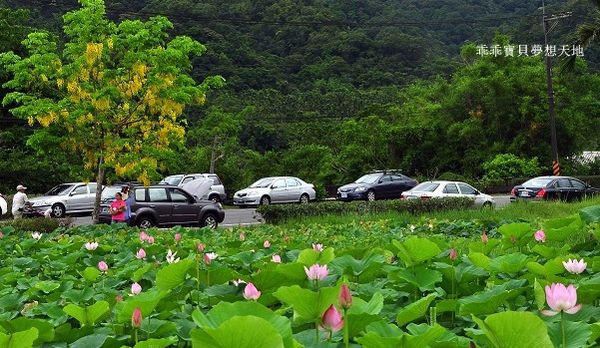 雙溪荷花園-3.JPG