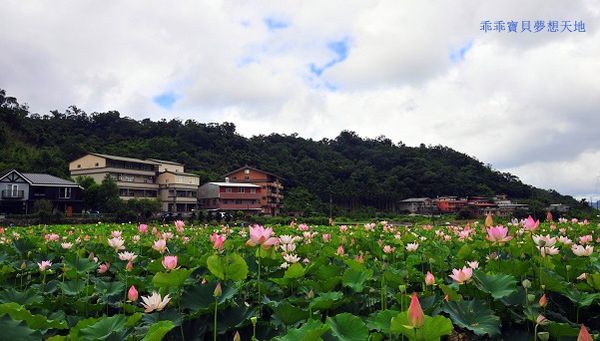 雙溪荷花園-21.JPG