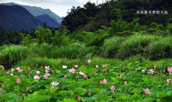 雙溪荷花園-6.JPG