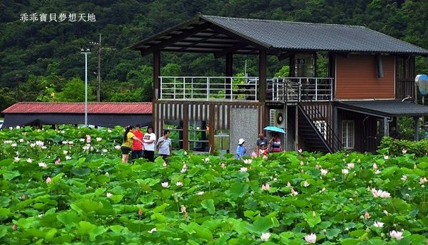 雙溪荷花園-19.JPG