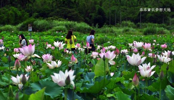 雙溪荷花園-7.JPG