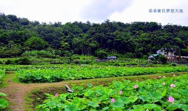 雙溪荷花園-5.JPG