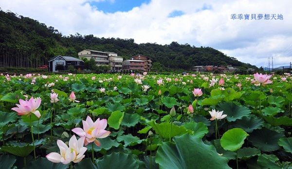 雙溪荷花園-1.JPG