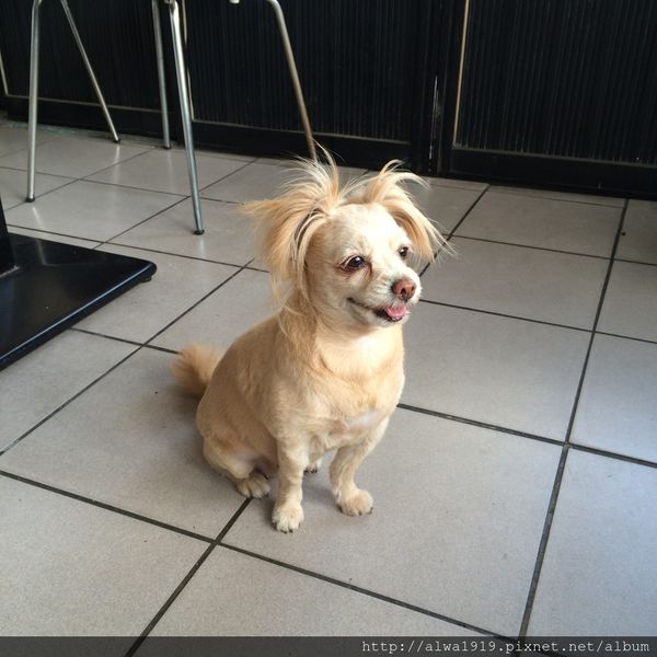 吉米老爹義大利麵:【竹北美食週記】超平價!口味比餐廳更濃厚,老闆怕出名的吉米老爹義大利麵。香甜金瓜濃湯,口味醇厚甘甜!大推薦! 吉米老爹義大利麵:【竹北美食週記】超平價!口味比餐廳更濃厚,老闆怕出名的吉米老爹義大利麵。香甜金瓜濃湯,口味醇厚甘甜!大推薦!