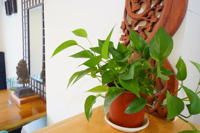 台東市 「胖咪民宿」 - 混搭現代與峇里風格的全新貓咪風格民宿