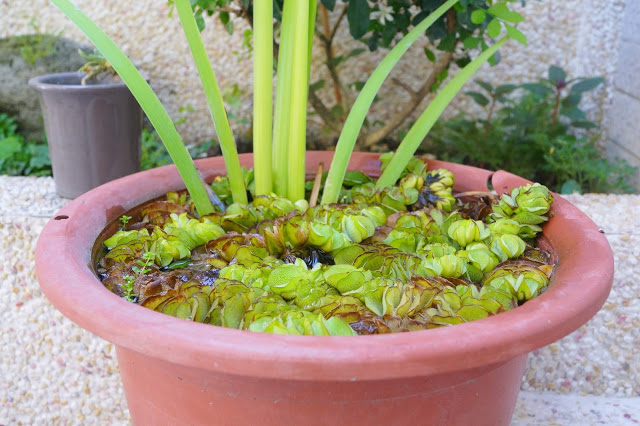 台東市 「胖咪民宿」 - 混搭現代與峇里風格的全新貓咪風格民宿