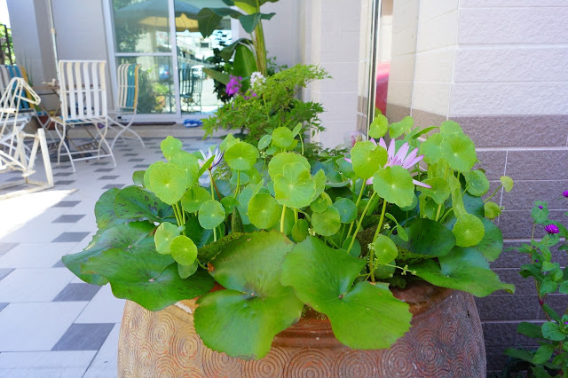 台東市 「胖咪民宿」 - 混搭現代與峇里風格的全新貓咪風格民宿