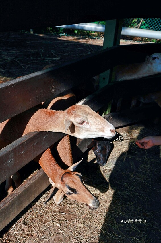 羊舍鮮羊乳彰化市景點｜彰化牧場門市推薦鮮羊乳好好喝，免門票可餵小羊兒