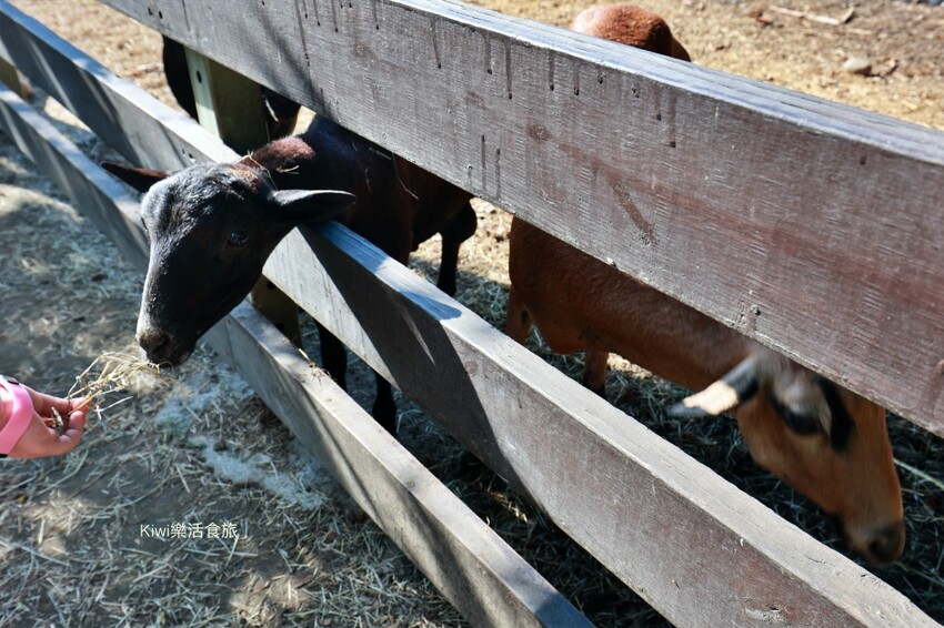 羊舍鮮羊乳彰化市景點｜彰化牧場門市推薦鮮羊乳好好喝，免門票可餵小羊兒