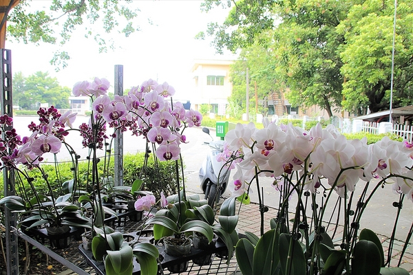 烏樹林休閒園區:【台南後壁景點】台糖烏樹林休閒園區~廠房浪漫彩繪牆,台糖古早味冰棒,戀戀五分車懷舊之旅,鐵道文化資產保存 烏樹林休閒園區:【台南後壁景點】台糖烏樹林休閒園區~廠房浪漫彩繪牆,台糖古早味冰棒,戀戀五分車懷舊之旅,鐵道文化資產保存
