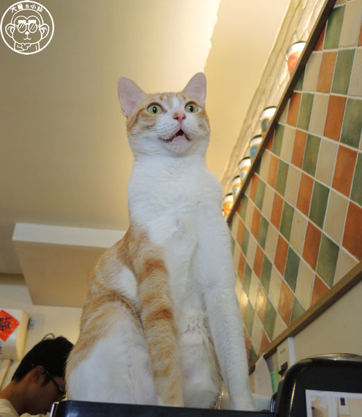 貓圖咖啡 CAT. jpg cafe:呷飽祙【台北大安・貓圖咖啡】親近人的店貓和好吃輕食 貓圖咖啡 CAT. jpg cafe:呷飽祙【台北大安・貓圖咖啡】親近人的店貓和好吃輕食