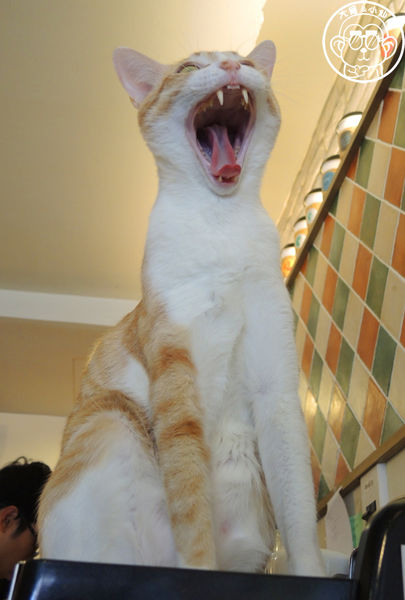 貓圖咖啡 CAT. jpg cafe:呷飽祙【台北大安・貓圖咖啡】親近人的店貓和好吃輕食 貓圖咖啡 CAT. jpg cafe:呷飽祙【台北大安・貓圖咖啡】親近人的店貓和好吃輕食