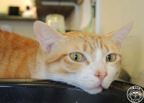 貓圖咖啡 CAT. jpg cafe:呷飽祙【台北大安・貓圖咖啡】親近人的店貓和好吃輕食 貓圖咖啡 CAT. jpg cafe:呷飽祙【台北大安・貓圖咖啡】親近人的店貓和好吃輕食