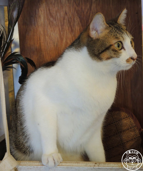 貓圖咖啡 CAT. jpg cafe:呷飽祙【台北大安・貓圖咖啡】親近人的店貓和好吃輕食 貓圖咖啡 CAT. jpg cafe:呷飽祙【台北大安・貓圖咖啡】親近人的店貓和好吃輕食