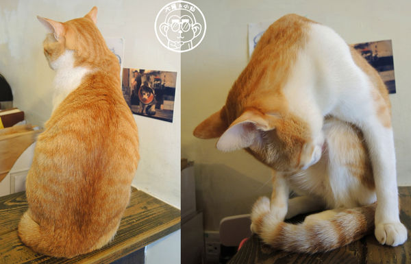 貓圖咖啡 CAT. jpg cafe:呷飽祙【台北大安・貓圖咖啡】親近人的店貓和好吃輕食 貓圖咖啡 CAT. jpg cafe:呷飽祙【台北大安・貓圖咖啡】親近人的店貓和好吃輕食